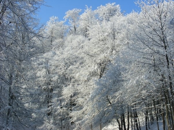 2010